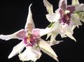   თეთრი შიდა მცენარეები, სახლი ყვავილები ცეკვა ლედი ორქიდეა, Cedros ფუტკრის, ლეოპარდი ორქიდეა ბალახოვანი მცენარე / Oncidium სურათი
