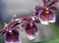   violetinė Vidinis augalai, Namas Gėlės Šokiai Panele Orchidėja, Cedros Bičių, Leopardas Orchidėja žolinis augalas / Oncidium Nuotrauka
