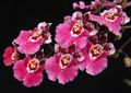   ვარდისფერი შიდა მცენარეები, სახლი ყვავილები ცეკვა ლედი ორქიდეა, Cedros ფუტკრის, ლეოპარდი ორქიდეა ბალახოვანი მცენარე / Oncidium სურათი