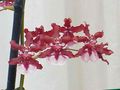   červená Kvetinové Kvety Tanec Lady Orchidea, Cedros Včela, Leopard Orchidea trávovitý / Oncidium fotografie