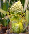 Střevíčník Orchideje