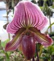 Foto Papuča Orhideje Zeljasta Biljka opis