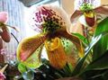   gul Innendørs Planter, Huset Blomster Tøffelen Orkideer urteaktig plante / Paphiopedilum Bilde