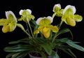   gelb Topfblumen Schuhorchideen grasig / Paphiopedilum Foto