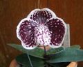   vinous Krukblommor Toffel Orkidéer örtväxter / Paphiopedilum Fil