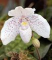   white Indoor Plants, House Flowers Slipper Orchids herbaceous plant / Paphiopedilum Photo