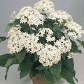   vit Pentas, Stjärna Blomma, Stjärnhop örtväxter / Pentas lanceolata Fil