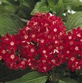  vermelho Plantas de Interior, Casa de Flores Pentas, Star Flower, Star Cluster planta herbácea / Pentas lanceolata foto