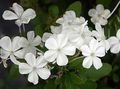   bijela Sobne biljke, Unutarnja Cvjetovi Leadworts grmovi / Plumbago Foto