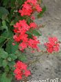   rosso I fiori domestici Leadworts gli arbusti / Plumbago foto