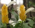 Sarı Karides Bitki, Altın Karides Bitki, Lolipop Bitki