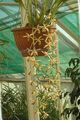   黄 屋内植物, ハウスフラワーズ セロジネ 草本植物 / Coelogyne フォト