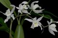   wit Huis Bloemen Coelogyne kruidachtige plant foto