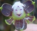 Buttonhole Orchid