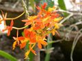   oranžový Kvetinové Kvety Gombíkové Orchidea trávovitý / Epidendrum fotografie