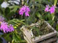   იასამნისფერი შიდა მცენარეები, სახლი ყვავილები Buttonhole ორქიდეა ბალახოვანი მცენარე / Epidendrum სურათი