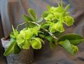   green Indoor Plants, House Flowers Buttonhole Orchid herbaceous plant / Epidendrum Photo