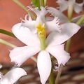   baltas Vidinis augalai, Namas Gėlės Kilpa Orchidėja žolinis augalas / Epidendrum Nuotrauka