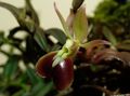   rudas Vidinis augalai, Namas Gėlės Kilpa Orchidėja žolinis augalas / Epidendrum Nuotrauka