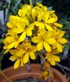   geltonas Vidinis augalai, Namas Gėlės Kilpa Orchidėja žolinis augalas / Epidendrum Nuotrauka