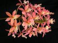   rosa Krukblommor Knapphål Orkidé örtväxter / Epidendrum Fil