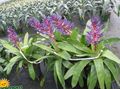   purple Indoor Plants, House Flowers Silver Vase, Urn Plant, Queen of the Bromeliads / Aechmea Photo
