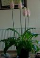   bleikur inni plöntur, Hús Blóm Skógur Lily herbaceous planta / Veltheimia mynd