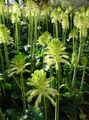   white Indoor Plants, House Flowers Forest Lily herbaceous plant / Veltheimia Photo