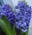   hellblau Topfblumen Hyazinthe grasig / Hyacinthus Foto