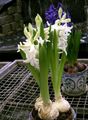   λευκό Εσωτερικά λουλούδια Υάκινθος ποώδη / Hyacinthus φωτογραφία