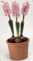  roze Huis Bloemen Hyacint kruidachtige plant / Hyacinthus foto