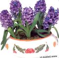  violetinė Vidinis augalai, Namas Gėlės Hiacintas žolinis augalas / Hyacinthus Nuotrauka