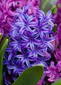   azul Flores de salón Jacinto herbáceas / Hyacinthus Foto
