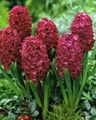   クラレット 屋内植物, ハウスフラワーズ ヒヤシンス 草本植物 / Hyacinthus フォト