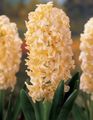   желтый Комнатные Растения, Домашние Цветы Гиацинт травянистые / Hyacinthus Фото