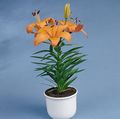   orange Indoor Plants, House Flowers Lilium herbaceous plant Photo