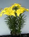   κίτρινος Εσωτερικά λουλούδια Λίλιουμ ποώδη / Lilium φωτογραφία