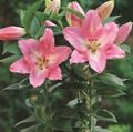   růžový Pokojové květiny Lilium bylinné fotografie