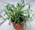   lilac Indoor Plants, House Flowers Variegated Lily Turf herbaceous plant / Liriope Photo