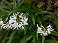   blanco Flores de salón Guernsey Lily herbáceas / Nerine Foto