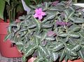   pink Indoor Plants, House Flowers Monkey Plant, Red ruellia Photo