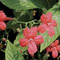   červená Kvetinové Kvety Opice Rastlina, Červený Ruellia ampelny fotografie