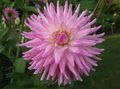   pink Indendørs Planter, Hus Blomster Dahlia urteagtige plante Foto