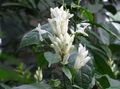   თეთრი შიდა მცენარეები, სახლი ყვავილები თეთრი სანთლები, Whitefieldia, Withfieldia, Whitefeldia ბუში / Whitfieldia სურათი