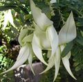   white Indoor Plants, House Flowers Lobster Claw, Parrot Beak herbaceous plant / Clianthus Photo