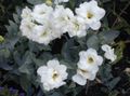   თეთრი შიდა მცენარეები, სახლი ყვავილები Texas მაჩიტა, Lisianthus, ტიტების Gentian ბალახოვანი მცენარე / Lisianthus (Eustoma) სურათი