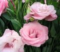   粉红色 楼花 德州风信子，洋桔梗，郁金香龙胆 草本植物 / Lisianthus (Eustoma) 照