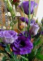   μπλε Εσωτερικά λουλούδια Τέξας Bluebell, Lisianthus, Γεντιανή Τουλίπα ποώδη / Lisianthus (Eustoma) φωτογραφία