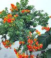   オレンジ 屋内植物, ハウスフラワーズ マーマレードブッシュ、オレンジBrowallia、火災ブッシュ 木 / Streptosolen フォト