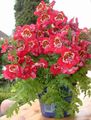   rouge des fleurs en pot Pauvre Orchidée Mans herbeux / Schizanthus Photo